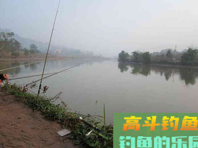 如何区分鲢鱼和鳙鱼,又该如何垂钓此鱼呢?附自制饵 如何区分鲢鱼和鳙鱼,又该如何垂钓此鱼呢?附自制饵