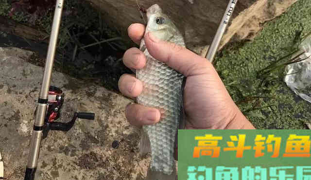 路滑钓法是冬钓大板鲫的利器？劝你别盲目跟风