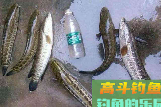 秋天钓黑鱼，懂行的人从不乱来！按我说的钓爆护