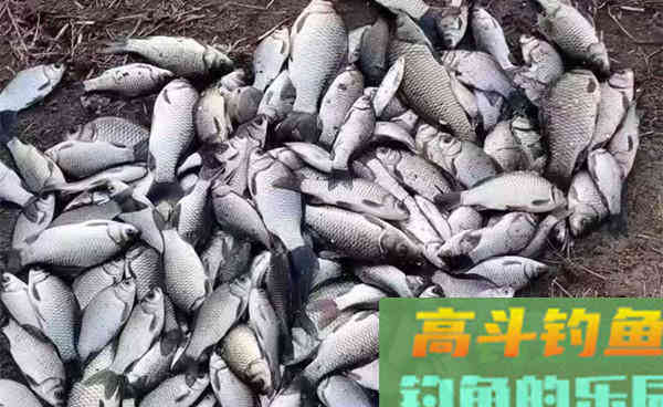 冬季钓鲫鱼5要诀，鱼口越轻越是讲究方法