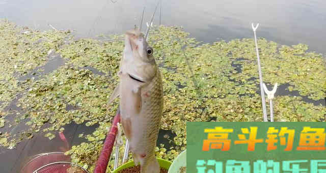 真正的钓鲫鱼高手从来不打窝,都是这样去开饵 真正的钓鲫鱼高手从来不打窝,都是这样去开饵