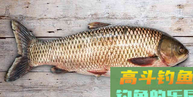 夏钓草鱼根本不用打窝！密度越小越要注意