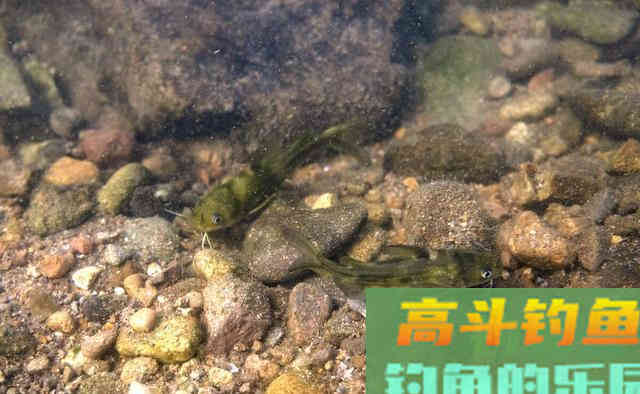 黄辣丁这么钓你也可以爆护