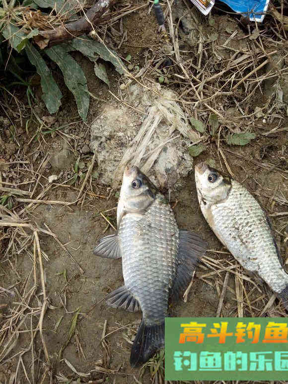 冬天钓大板鲫的三个要点 冬天钓大板鲫的三个要点