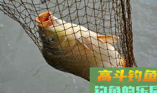 如何钓鲤鱼 如何钓鲤鱼