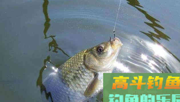 都说鲫鱼经不起三逗,教你5种逗钓法 都说鲫鱼经不起三逗,教你5种逗钓法