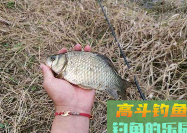 冬季野钓大板鲫需要牢牢记住的独特钓法 冬季野钓大板鲫需要牢牢记住的独特钓法