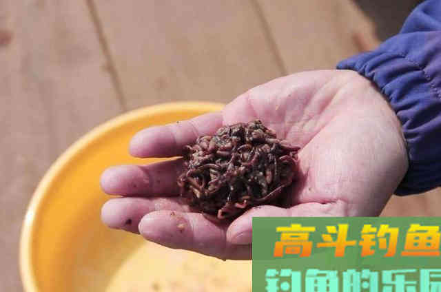 在寒冷的冬季,用虫饵作钓大鲫鱼的3个方法 在寒冷的冬季,用虫饵作钓大鲫鱼的3个方法