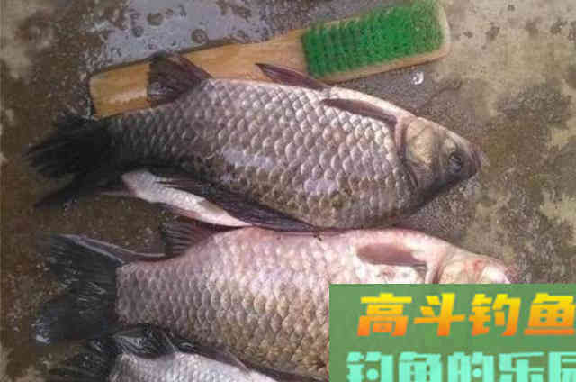 五月了,大板鲫只需照我说的钓,鱼护爆满 五月了,大板鲫只需照我说的钓,鱼护爆满