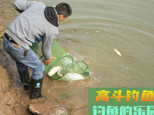 如何区分鲢鱼和鳙鱼,又该如何垂钓此鱼呢?附自制饵 如何区分鲢鱼和鳙鱼,又该如何垂钓此鱼呢?附自制饵