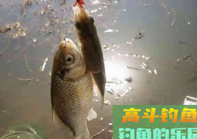 仲秋钓鲫鱼，要用这两种钓法