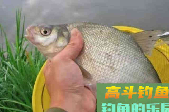 没用过这几招对付鳊鱼,你还收竿回家吧 没用过这几招对付鳊鱼,你还收竿回家吧