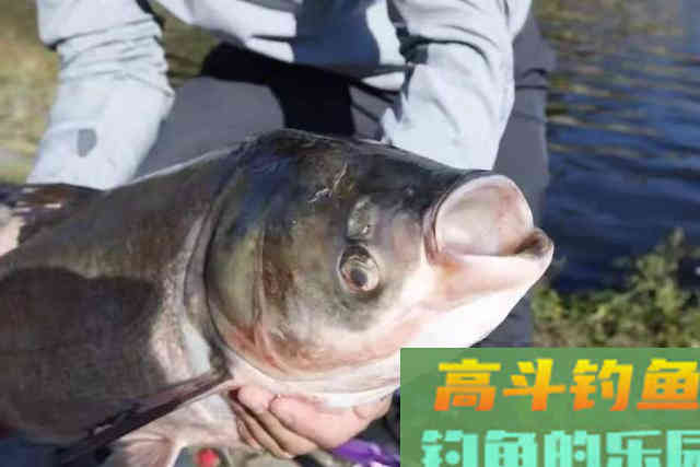 伏天唯独这鲢鳙钓法最实用，切记莫忽视