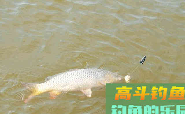 野河垂钓滑口鲤鱼,钓友掌握这些,一准不走空 野河垂钓滑口鲤鱼,钓友掌握这些,一准不走空