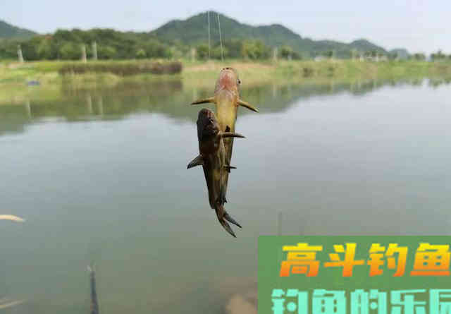 这5种鱼经常被钓友吐槽，一旦进窝就不肯走