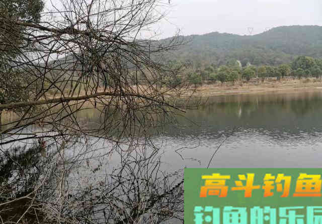 水库钓鲫鱼首选这三种钓位,尤其是初冬 水库钓鲫鱼首选这三种钓位,尤其是初冬
