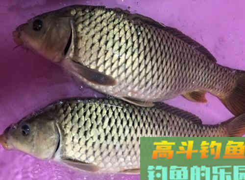 野生鲤鱼生性狡猾难钓,老钓友教你两招解决 野生鲤鱼生性狡猾难钓,老钓友教你两招解决
