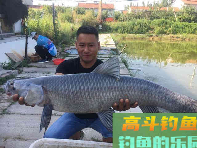 黑坑钓青鱼如何抓口？读懂漂相及时提杆是抓口的关键