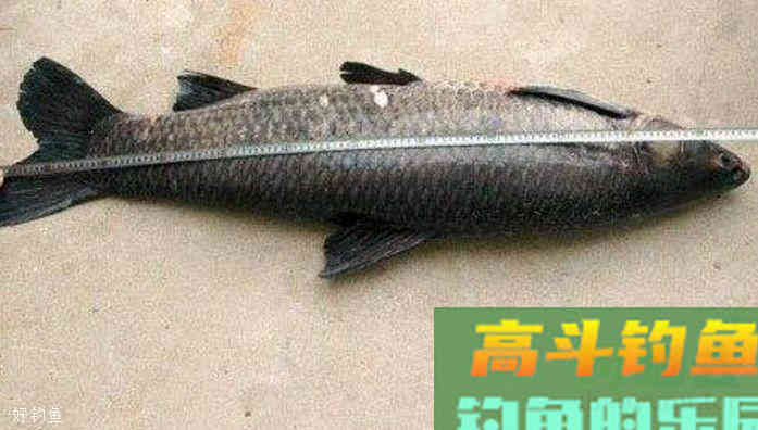 田螺真的可以野钓青鱼吗？不注意这三点就功亏一篑