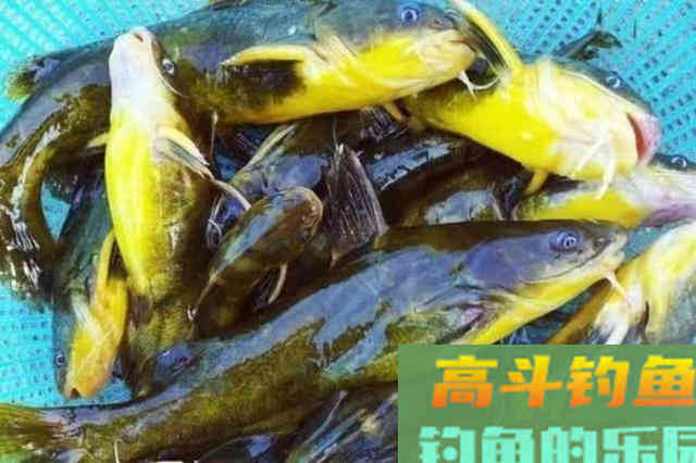 钓黄颡鱼没有换用这3个钓法技巧，你休想一钓就痛快