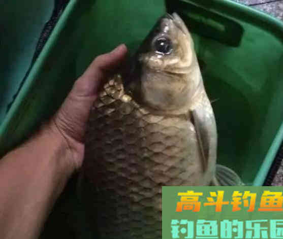 鲫鱼生长缓慢，为何有斤鲫、公斤鲫