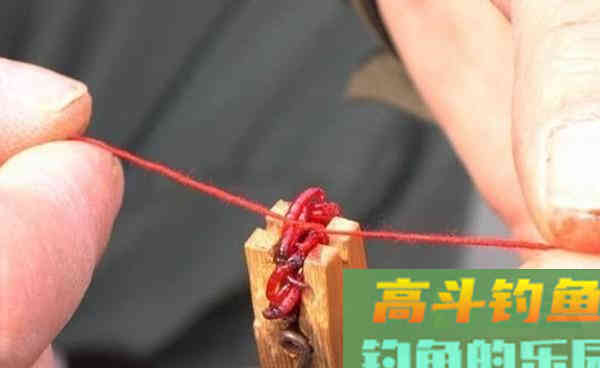 深秋初冬手竿钓鲫鱼,这些常用老套路,助你连竿上鱼 深秋初冬手竿钓鲫鱼,这些常用老套路,助你连竿上鱼