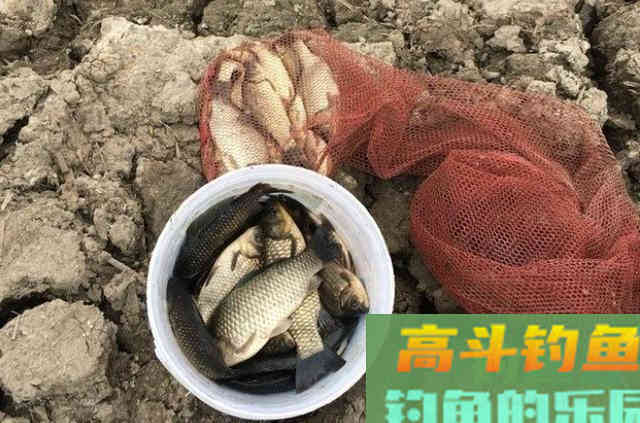渔具店碰到这饵我从不放过，好用还便宜，板鲫特爱吃