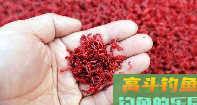 花姑娘鱼，难点在于钓法，详解野钓稀缺鱼种花鮕