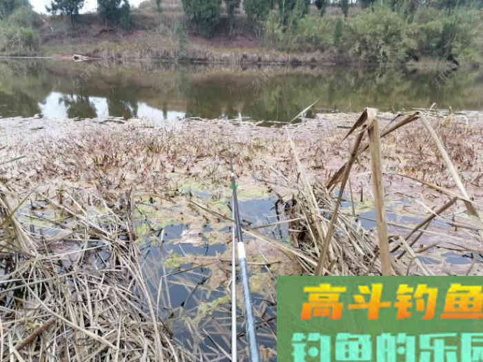 鲫鱼口轻，不好钓？看看老钓友怎么钓