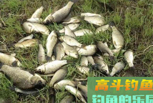 秋天野钓鲫鱼，选择钓位和饵料与调钓技巧总结