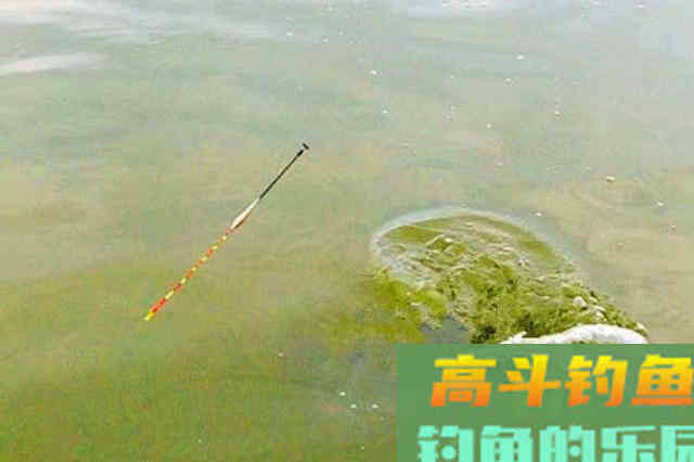 对付草鱼，究竟用浮钓还是底钓？老司机实话实说