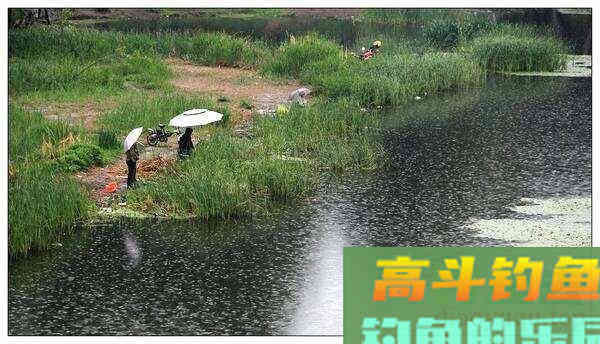 秋雨连连,钓鲢鱼,选择钓底还是钓浮 秋雨连连,钓鲢鱼,选择钓底还是钓浮