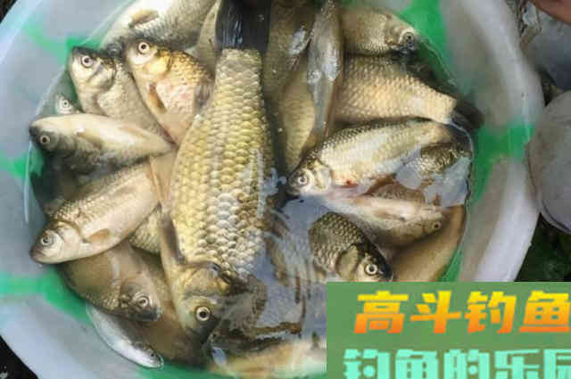 冬钓大鲫鱼的最佳方式,知道的人不简单 冬钓大鲫鱼的最佳方式,知道的人不简单