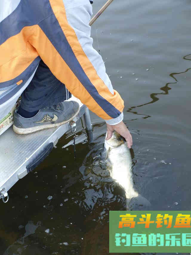 入秋后钓鲢鳙的一些经验总结，非常实用