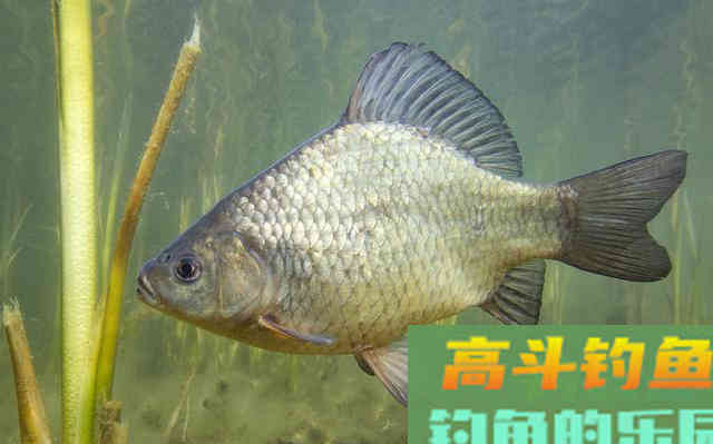 秋季野钓为什么你钓不到鲫鱼?学会这两招爆护 秋季野钓为什么你钓不到鲫鱼?学会这两招爆护