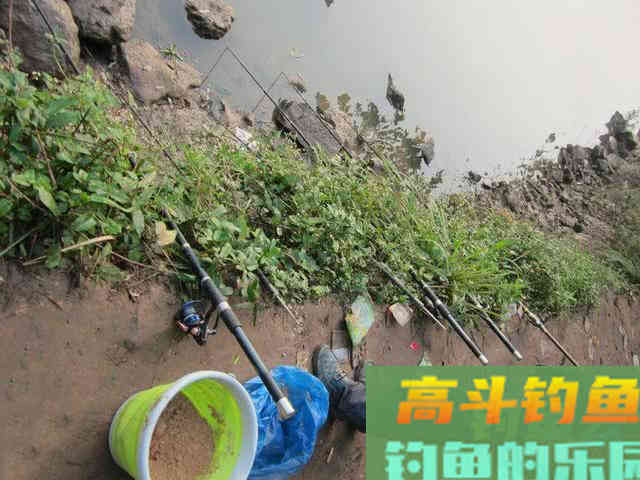 如何区分鲢鱼和鳙鱼,又该如何垂钓此鱼呢?附自制饵 如何区分鲢鱼和鳙鱼,又该如何垂钓此鱼呢?附自制饵