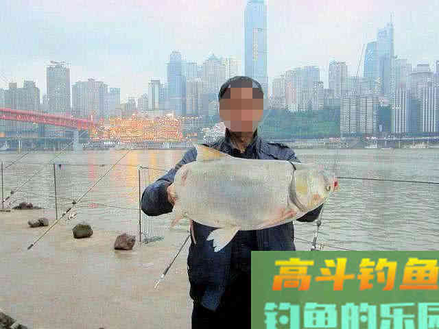 如何区分鲢鱼和鳙鱼,又该如何垂钓此鱼呢?附自制饵 如何区分鲢鱼和鳙鱼,又该如何垂钓此鱼呢?附自制饵