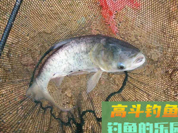 老司机分享多年钓鲢鳙的经验 老司机分享多年钓鲢鳙的经验