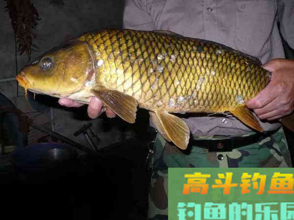 洛鲤伊鲂，贵于牛羊，钓黄河鲤是一种怎样的感受