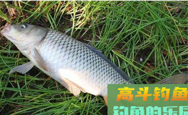 用这些钓法，仲秋时节专钓大鲤