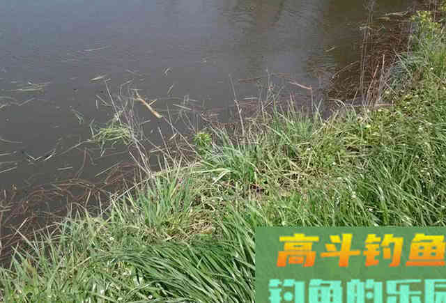 谁说大草鱼难钓?从四个方面探究,分享三种钓法 谁说大草鱼难钓?从四个方面探究,分享三种钓法