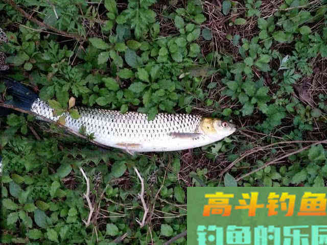赤眼鳟的钓法与技巧，此鱼眼睛上长有红斑，酷似草鱼
