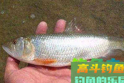这两种水域用马口，也能尽享马口中鱼之乐