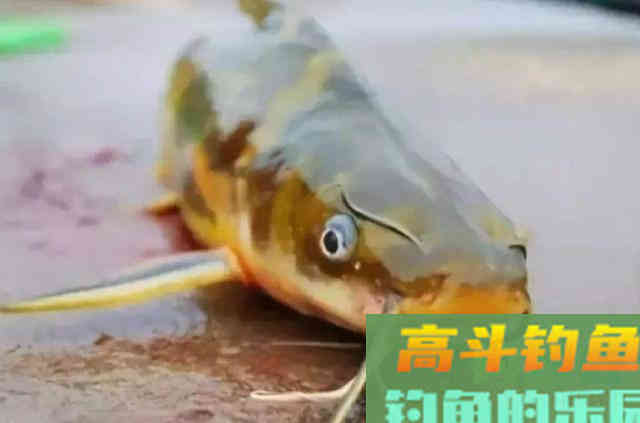 天热后,按我说的做,钓黄骨鱼一条又一条 天热后,按我说的做,钓黄骨鱼一条又一条
