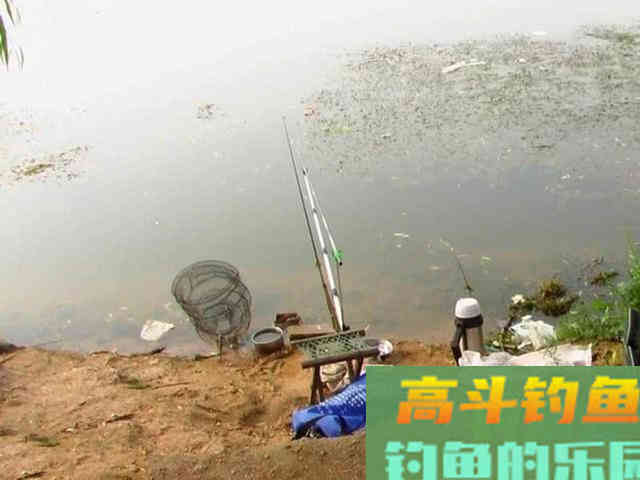 这种小翘嘴鱼长不大吗?有人叫它撅嘴鲢 这种小翘嘴鱼长不大吗?有人叫它撅嘴鲢