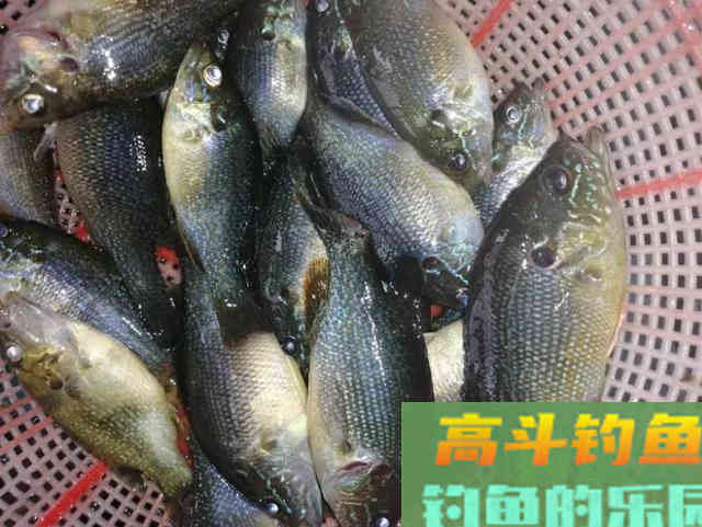 两小时钓80多条！小太阳鱼在北方多地泛滥