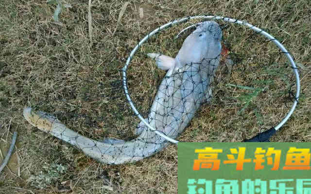 10种吃不起的淡水鱼,钓到这些鱼你就赚大了 10种吃不起的淡水鱼,钓到这些鱼你就赚大了