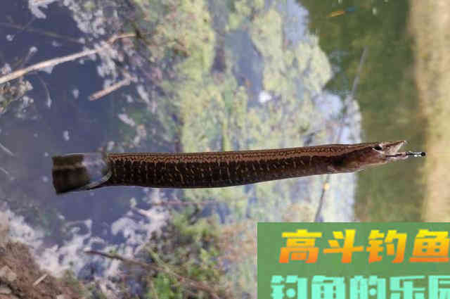 “蟒蛇鱼”肉质好卖价高,但十分不招钓友待见 “蟒蛇鱼”肉质好卖价高,但十分不招钓友待见