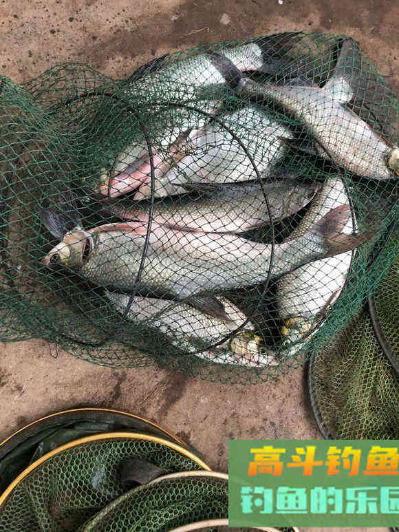 初秋钓鳊鱼，野钓技巧和攻略分享