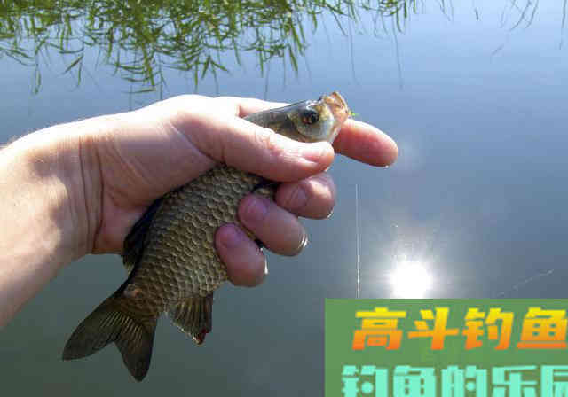 早春如何野钓鲫鱼呢?解析自然水域作钓鲫鱼的2技巧 早春如何野钓鲫鱼呢?解析自然水域作钓鲫鱼的2技巧